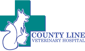 Vets Jackson, New Jersey | Stockett Veterinary Services
